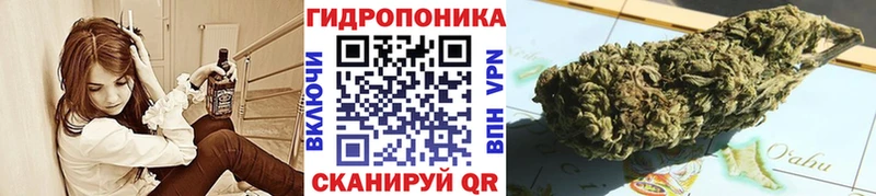 закладки  Сокол  Канабис индика 